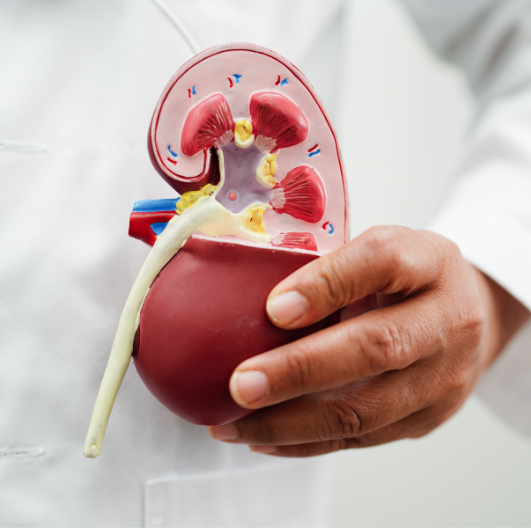 Especialidade de Urologia